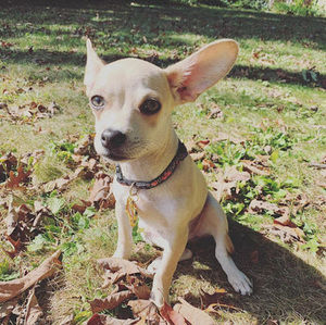 Meet your Posher, Maeve